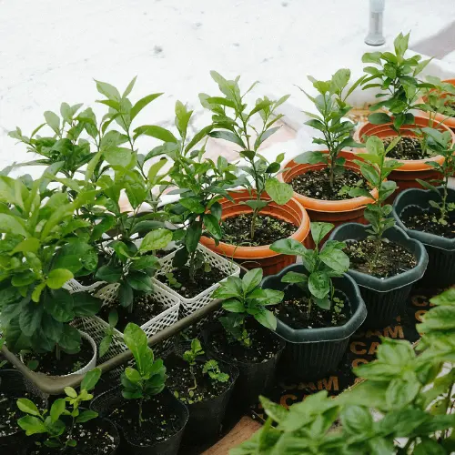 Timeless outdoor oasis