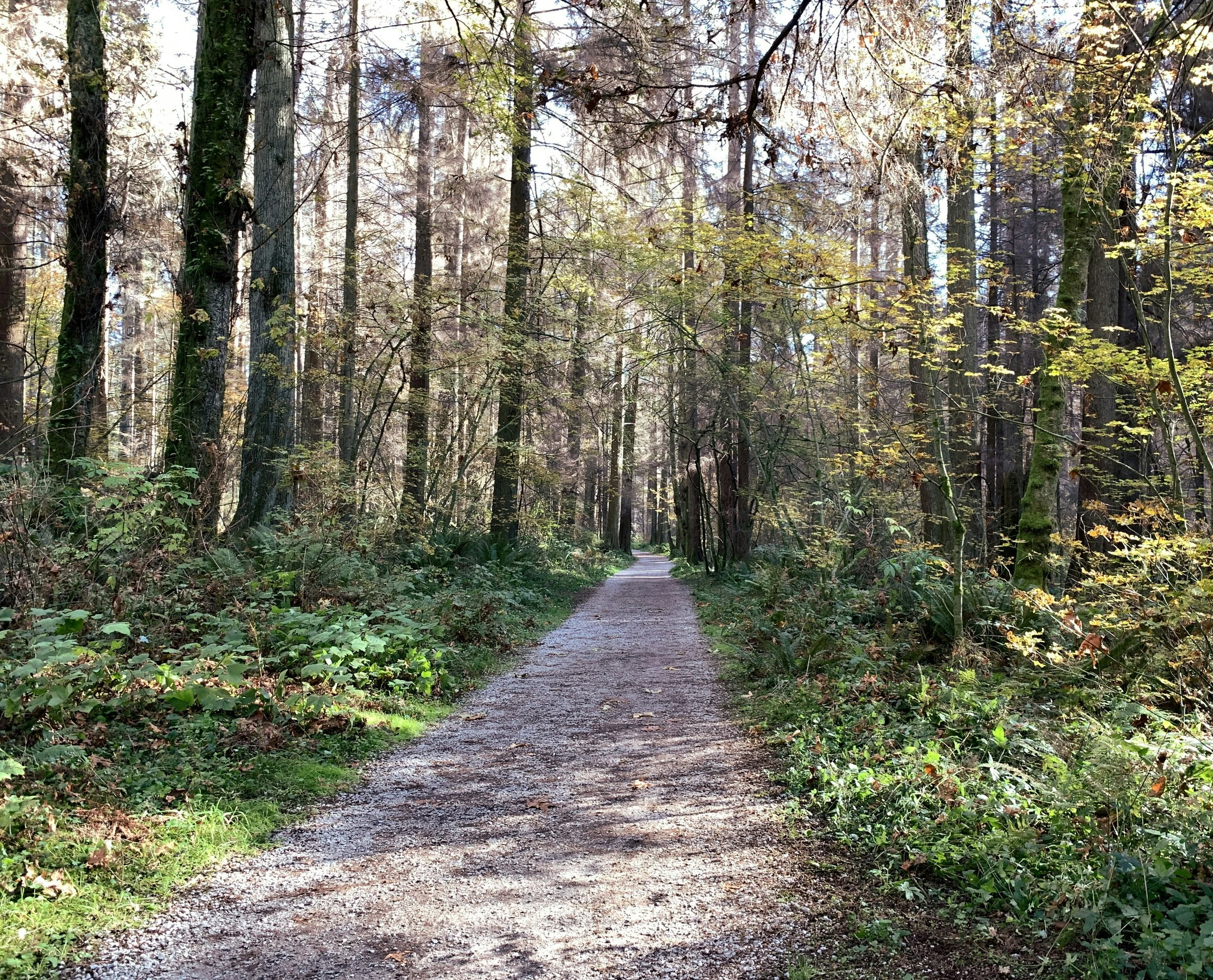 A photograph of a walking trail in Stouffville, Ontario